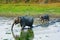 The Asian or Asiatic elephant, Elephas maximus