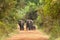 Asian or Asiatic elephants Elephas maximus family cross the road in Yala National Park, Sri Lanka