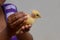 Asian baby boy holding Yellow Chicken chick