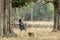 Asian baby sleeping on swing in the rice farm.