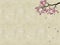Asian background cherry blossoms watercolor parchment texture