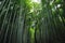 Asian Bamboo Forest