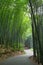 Asian bamboo garden