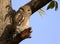 Asian barred owl