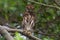 Asian Barred Owlet