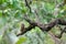 Asian barred owlet ,Beautiful bird perching on branch as halloween background