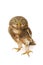 Asian Barred Owlet (Glaucidium cuculoides)