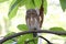 Asian barred owlet Glaucidium cuculoides