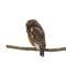 Asian barred owlet or Glaucidium cuculoides.