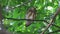 Asian barred owlet Glaucidium cuculoides Beautiful Birds of Thailand