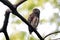 Asian barred owlet Glaucidium cuculoides Beautiful Birds of Thailand perching on the tree