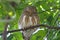 Asian barred owlet Glaucidium cuculoides Birds Sleeping