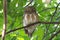 Asian barred owlet Glaucidium cuculoides Cute Birds of Thailand