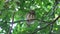 Asian barred owlet Glaucidium cuculoides Cute Birds of Thailand