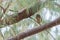 Asian Barred Owlet (Glaucidium cuculoides) perching on a branch.