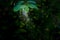 Asian Barred Owlet hanging under a tree branch in nature