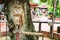 Asian barred owlet pet standind sleep on branch tree