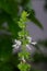 Asian basil white flower