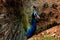 Asian beautiful peacock spreading long tail feathers