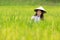 Asian beautiful women farmer harvesting green rice fields on terraced in Thailand.