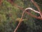 Asian bee eater about to fly.(Selective focus)