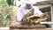 Asian beekeeper man in a white protective suit is harvesting with honeycomb full of golden honey in farm. Honey picking process. C