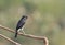 Asian Bird Pied Bush Chat on a bush