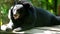 Asian black bear laying on the floor