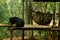 Asian black bear or moon bears relax in cage of Wildlife Sanctuaries Zoo in forest for laotian people and foreign traveler travel