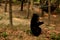 Asian black bear or moon bears relax in cage of Wildlife Sanctuaries Zoo in forest for laotian people and foreign traveler travel