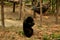 Asian black bear or moon bears relax in cage of Wildlife Sanctuaries Zoo in forest for laotian people and foreign traveler travel