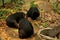 Asian black bear or moon bears relax in cage of Wildlife Sanctuaries Zoo in forest for laotian people and foreign traveler travel