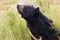 Asian Black Bear portrait