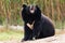 Asian Black Bear roaring