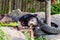 Asian black bear sleeping on the wooden bedding