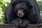 Asian black bear Ursus thibetanus Close up Head