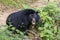 The Asian black bear Ursus thibetanus, Selenarctos thibetanus, Moon, Asiatic Black and white chested bear near Luang Prabang in