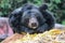 Asian black bearalso known as asiatic bear or white chest bear or moon bear, resting in a rock
