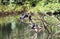 Asian black cormorants