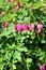 Asian Bleeding Heart Plant, Lamprocapnos