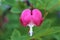 Asian Bleeding Heart Plant, Lamprocapnos