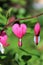 Asian Bleeding Heart Plant, Lamprocapnos