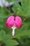 Asian Bleeding Heart Plant, Lamprocapnos