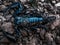 Asian Blue Forest Scorpion