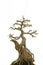 Asian Bonsai growing on the stone, Japanese art