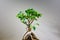 Asian bonsai in a macro view
