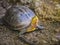 Asian box turtle, Siamese box terrapin turtle (Cuora amboinensis) have a blackish olive head with three yellow strips on the side.