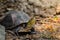 Asian box turtle walking on the ground.