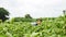 Asian boy arvesting green eggplants