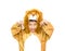 Asian boy in lion costume